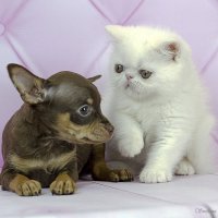 Сладкая парочка :: Светлана Ищенко