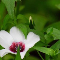 Ленок. :: nadyasilyuk Вознюк Ленок. :: nadyasilyuk Вознюк