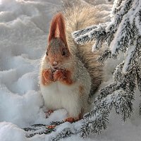 Снегурочка в беличьей шубке :: елена беликова