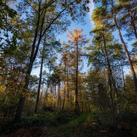Осень в лесу... :: Николай Гирш