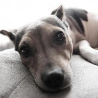 Подруга :: Николай Семёнов