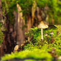 мох :: Владимир Федоров