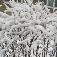 Снежной зимой :: Елена Семигина