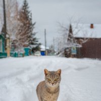 Кошка на снегу :: Павел Крутенко