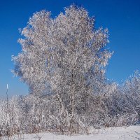 Завязались кружева ,,, :: Анатолий Колосов