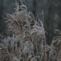 В инее :: Вячеслав Крысанов