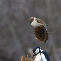 *** :: Валерий Черняк