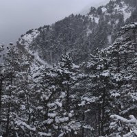 Природа Крыма :: Amazing Cosmea