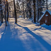 Голубые тени :: Наталья Rosenwasser