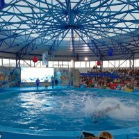 Адлер. Сочи Парк... шоу дельфинов :: Нина Бутко