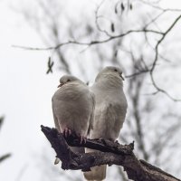 Пара. :: Александр. AVG100 ---