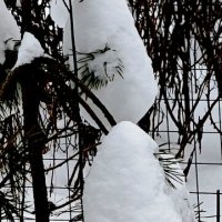 Сосна в теплых снежных рукавицах :: Наталия 