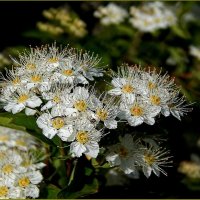 Весенняя красота ... :: Валентина Надсон