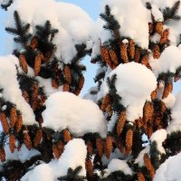 Красота зимней елки ! :: Ольга Митрофанова