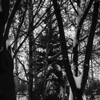 Ель у дома моего. :: Василий Палий