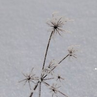 Корзиночка :: светлана льдокова