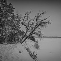 "Стойкая пара. У заснеженного обрыва"© :: Владимир Макаров