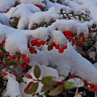 Под белым покрывалом января :: Андрей K.