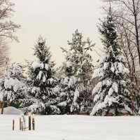 В снежном убранстве :: Андрей Снегерёв