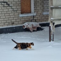 Целенаправленное движение :: Наталья