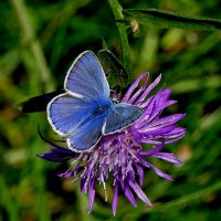 опять про бабочек...305 :: Александр Прокудин