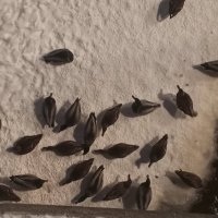 Утки :: Сапсан 