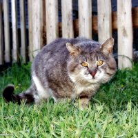 Хищник. :: Игорь Корф