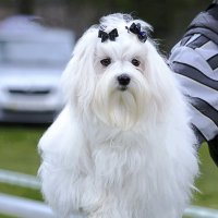 Мальтийская болонка. :: Светлана Ищенко