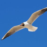 Полёт чайки :: Евгений Седов