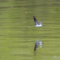 Ласточка - воронок :: Владимир Лазарев