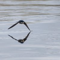 Ласточка - воронок :: Владимир Лазарев