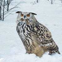 Филин :: SanSan 