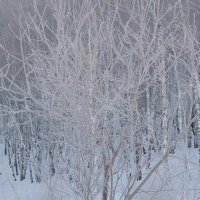 Зимний лес :: Владимир Кириченко