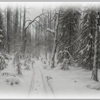 Тайга зимой. :: Aleksey Afonin