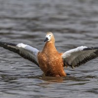 огарь в полете. :: юрий макаров