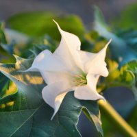 Дурман :: Надежда Куркина 