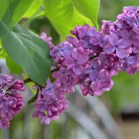 Облако душистое прячется в саду... :: Надежда Куркина Облако душистое прячется в саду... :: Надежда Куркина