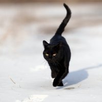 Уголёк гуляет по свежему снежку ... :: Евгений Хвальчев