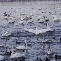 Всех раскидал :: Наталия Григорьева