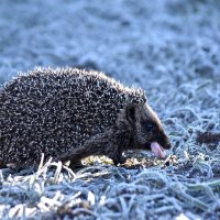 А не надо зубами щелкать..) :: Татьяна Глинская