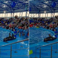 Адлер. Сочи Парк... шоу дельфинов и морских львов :: Нина Бутко