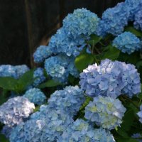 PRO  гортензии .... :: Алёна Савина