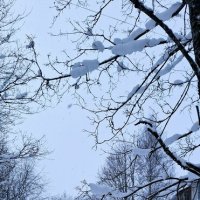 Снежно и почти нетронуто :: Хватова Марина 