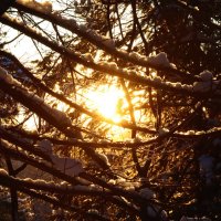 Вечернее солнце запуталось в ветвях :: Галина Ильясова
