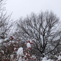 В саду горит костёр рябины красной, но никого не может он согреть. :: Люба 