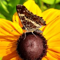 Пестрокрыльница изменчивая на рудбекии. :: оля san-alondra