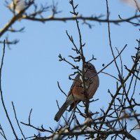 в саду зимой :: ИННА ПОРОХОВА