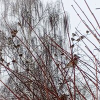 Воробушки на ветвях деревьев :: Юлия Денискина