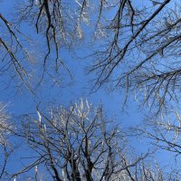 Кроны :: Ольга Савельева 