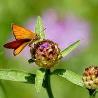 опять про бабочек...309 :: Александр Прокудин